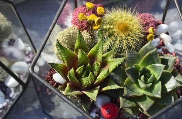 Succulents in terrarium.